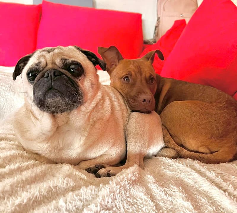 Pug and Pitbull sitting together